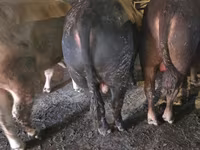 Bika, Simmental cattle — 1. fotó