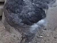 براهما — الصورة 1
