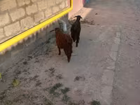 تيس, الماعز — الصورة 5