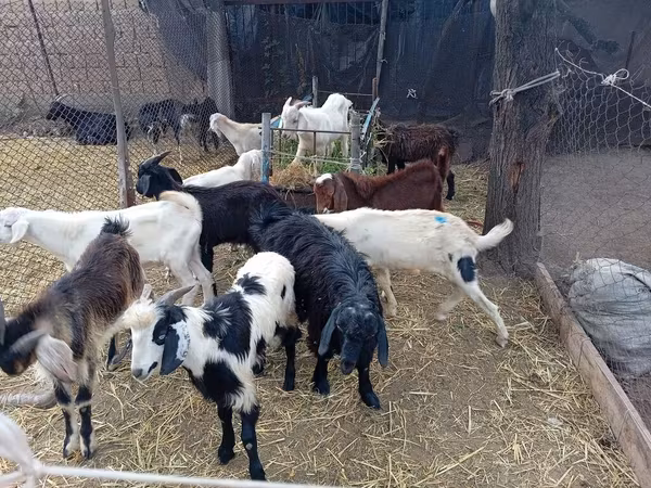 Bak, Pomellata goat