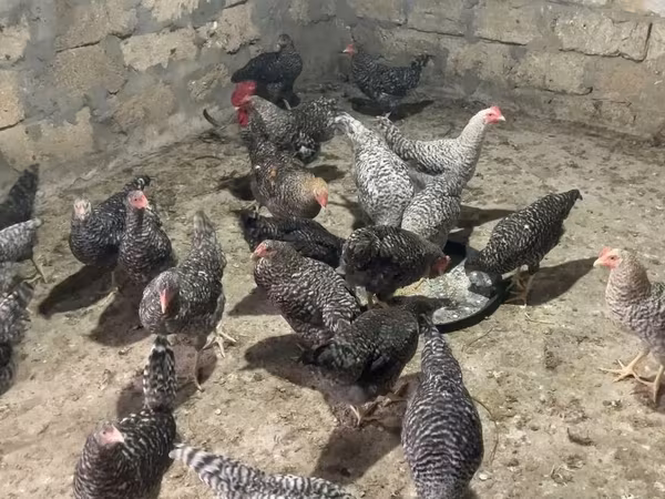 Chickens