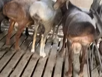 كبش, الأغنام — الصورة 3