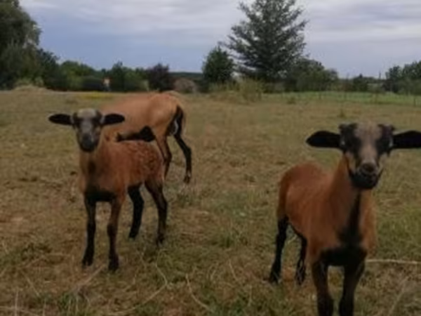 भेड़, Cameroon sheep — हंगरी