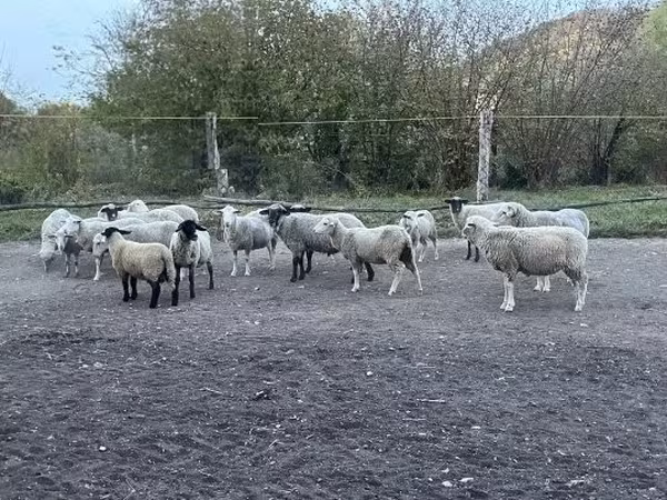 Bélier, White Suffolk sheep