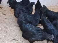 Ayam Cemani — 2. fotó