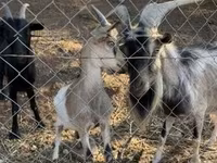 Kozioł, Kozy — zdjęcie 2