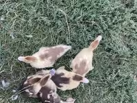 Ducks — 2-сурет