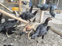 Chickens — 1. fotó