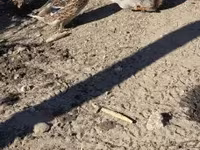 Ducks — الصورة 2