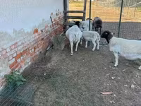 Sheep, Dorper sheep — photo 6