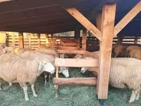 Ovce (šarže, pohlaví neuvedeno), Ovce — foto 1