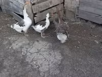 Geese — foto 4