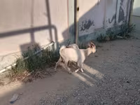 تيس, الماعز — الصورة 7