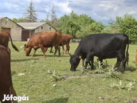 गाय, डेक्सटर — फ़ोटो 6