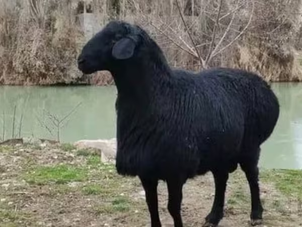 Carneiro, Hissar sheep