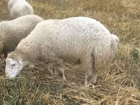 Carnero, Bardhoka sheep — foto 4
