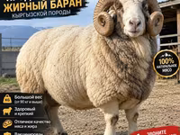 Carnero, Kyrgyz Mountain merino sheep — foto 2