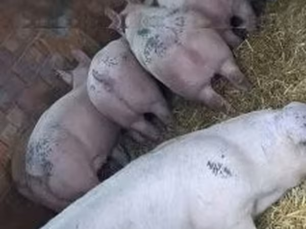 Eber, Schweine — Ungarn