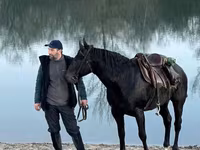 Cheval, Karachay horse — photo 7