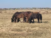 घोड़ी, Horse breed — फ़ोटो 2