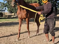 Kanca, Arabian horse — 4. fotó