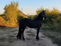 Horse (M), Friesian — photo 5