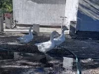 Geese — zdjęcie 1