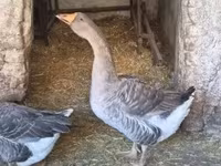 Geese — photo 2