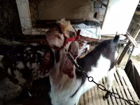 Nőstény kecske, Beetal goats — 3. fotó