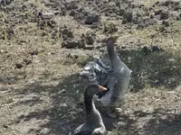 Geese — photo 1