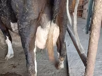 母牛, Alatau breed — 照片 7