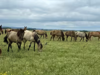 Lovak (tétel, nem megadva), Horse breed — 1. fotó