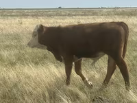 Bulle, Simmental cattle — Foto 2
