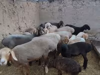 Juh, Arashan sheep — 2. fotó