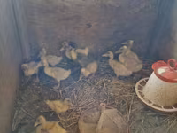 Ducks — foto 1