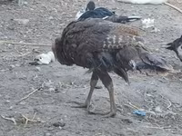Turkeys — zdjęcie 1