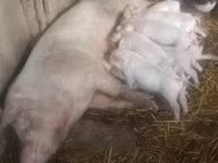 Sow, Pigs — photo 1
