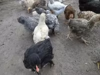 Chickens — Foto 1
