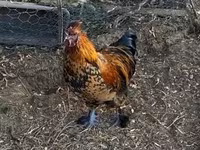 Chickens — फ़ोटो 6