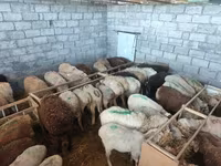 Sheep, Beulah Speckled face sheep — photo 8