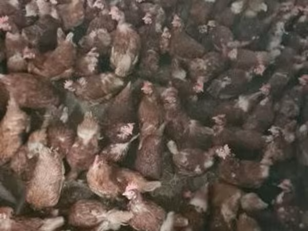 Chickens — هنغاريا