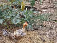 Chickens — الصورة 5