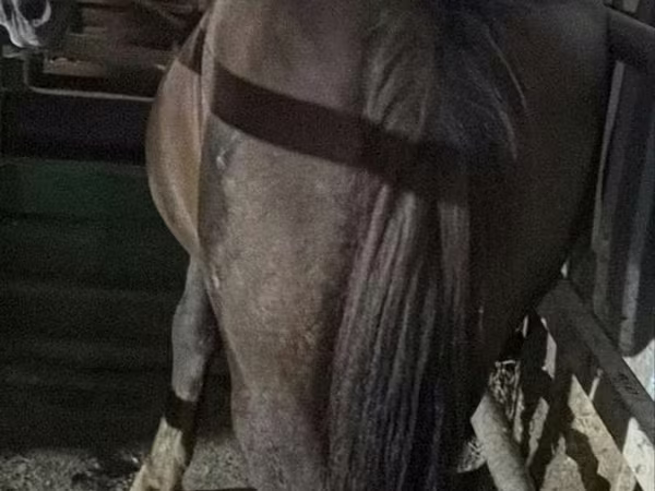 Jument, Chevaux