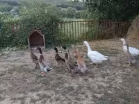 Ducks — 照片 2