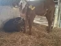 Cow, Limousin cow — photo 1