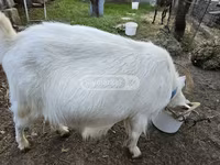 बकरी, Megrelian goat — फ़ोटो 2