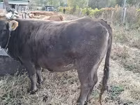 母牛, Cattle — 照片 3