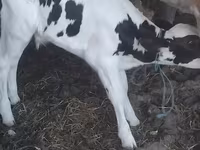 Bika, Holstein fajta — 1. fotó