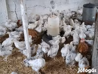Chickens — الصورة 2
