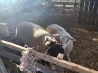 公羊, White Suffolk sheep — 照片 2